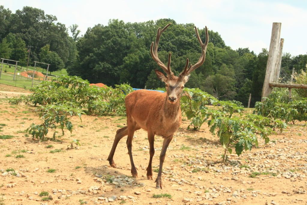 Dickerson Diaries: Drive Thru Zoo